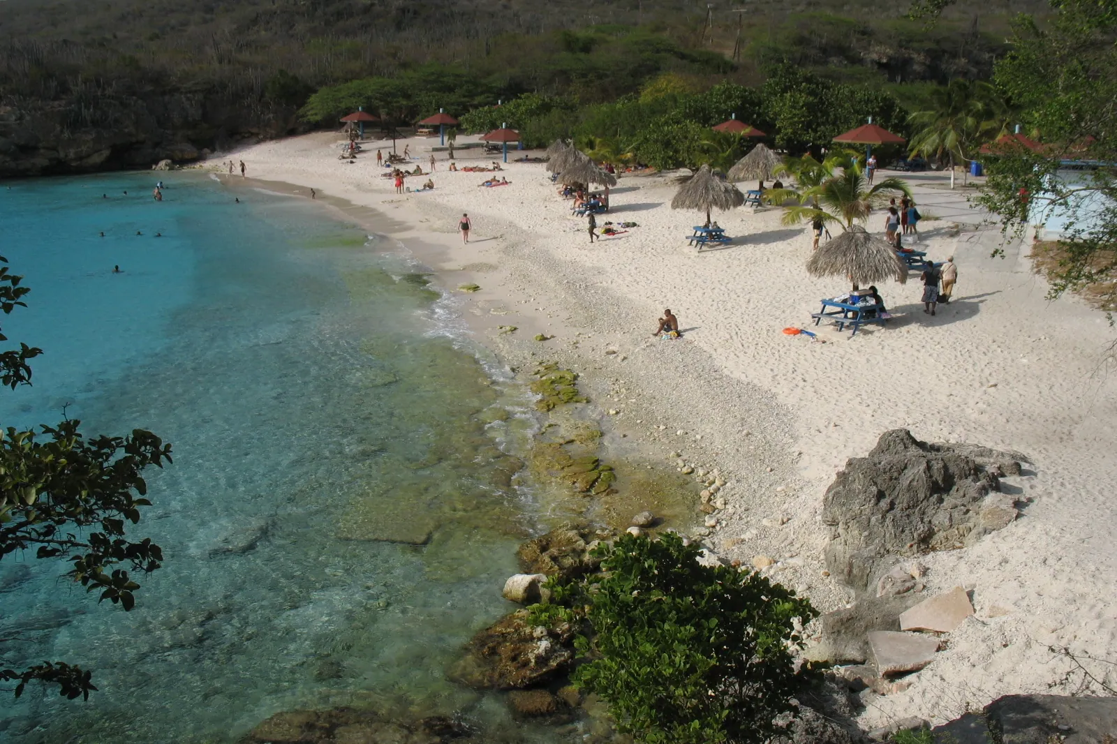 Grote Knip (Kenepa Grandi)
